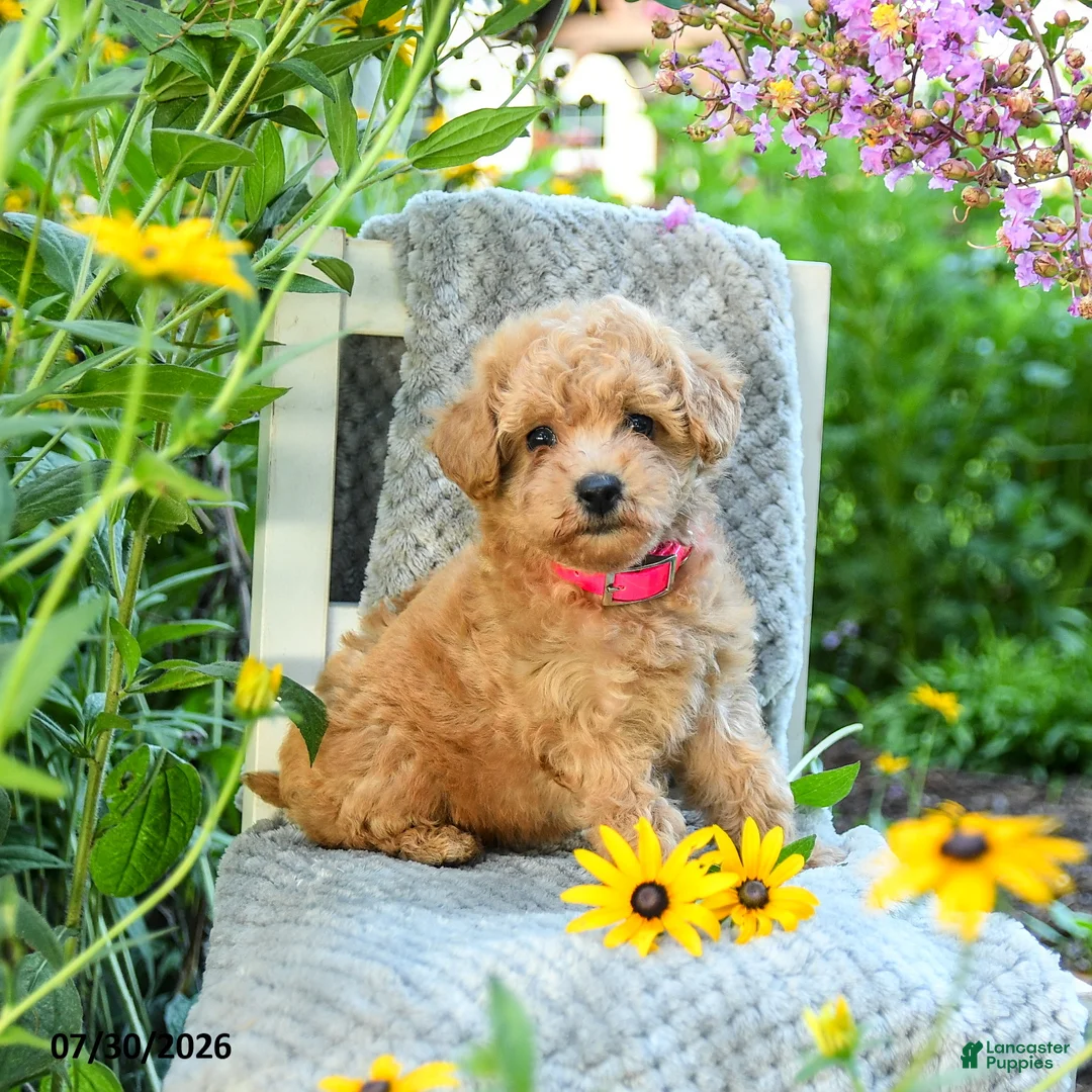 Maltipoo dogs for sale: Lily - Ad 1