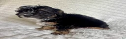 Mixed Breed dogs for sale: jake  - Ad 3