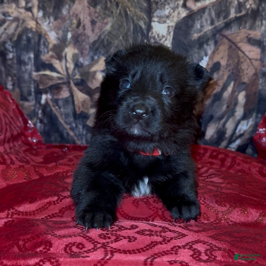 German Shepherd dogs for sale: SCAMPI - Ad 10