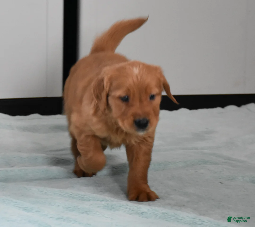 Golden Retriever dogs for sale: Tucker Genetic/OFA - Ad 11