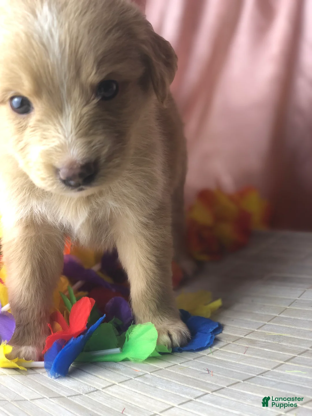 Australian Shepherd dogs for sale: Australian Shepherd 3 (Blondie)  - Ad 1