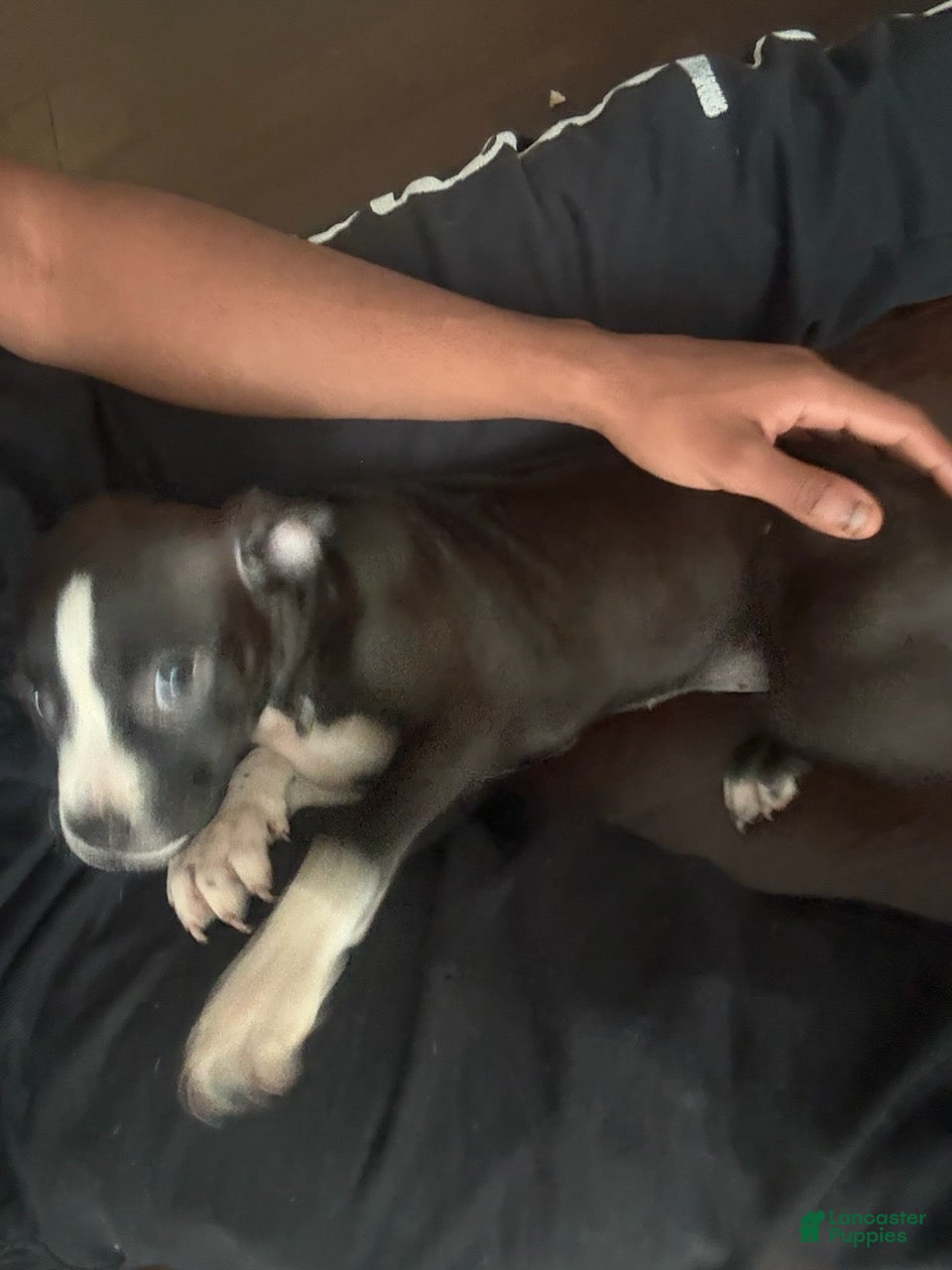 Mixed Breed dogs Girl 1 - Ad 1