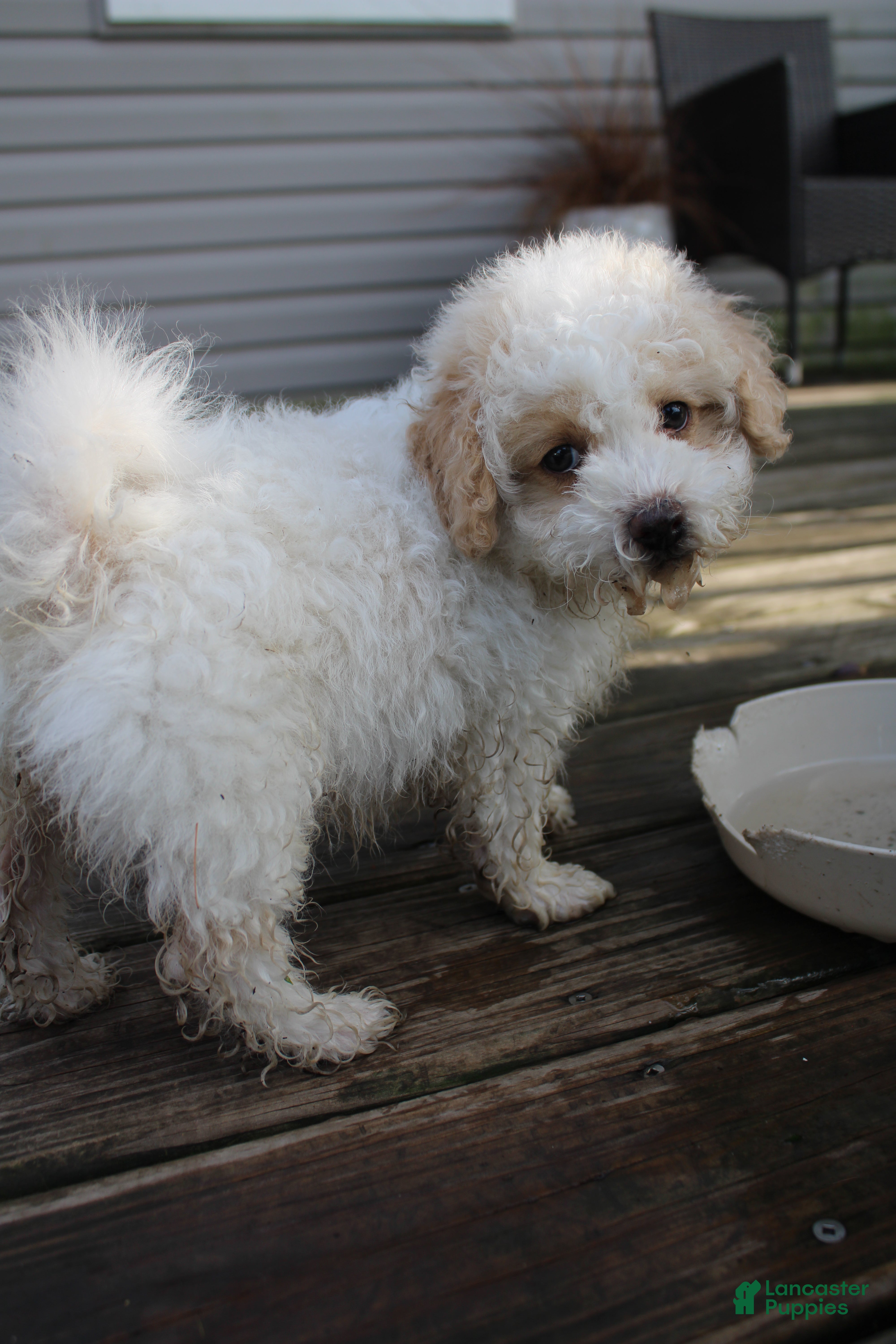 Bichpoo dogs Birdie - Ad 2