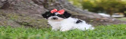Maltipoo dogs for sale: Smore - Ad 7