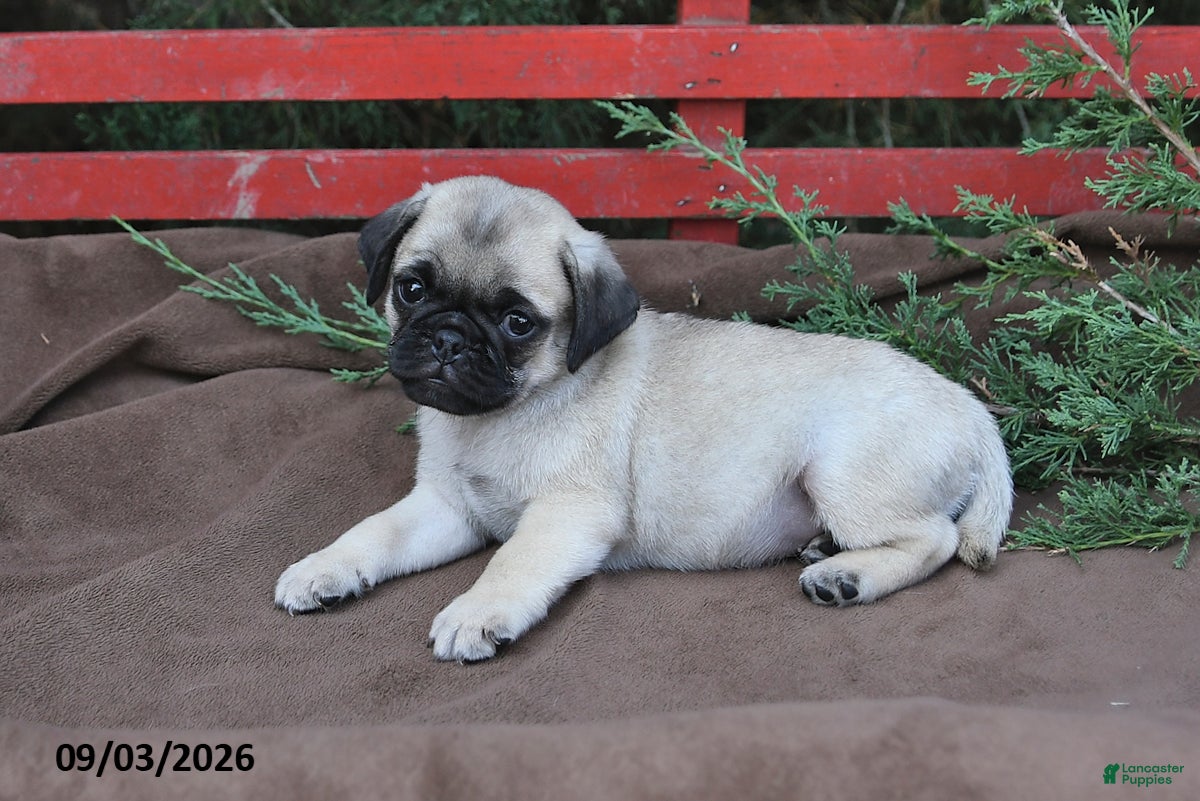 Pug dogs Tango - Ad 2