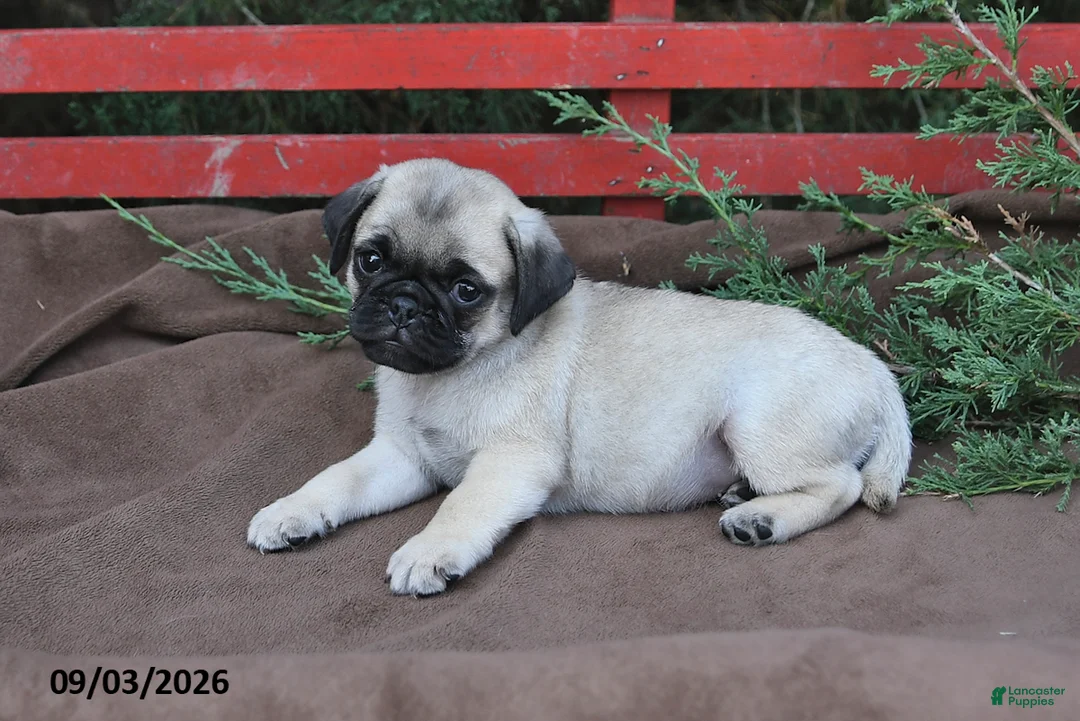 Pug dogs for sale: Tango - Ad 2