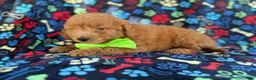 Mini Goldendoodle dogs for sale: Leroy - Ad 5