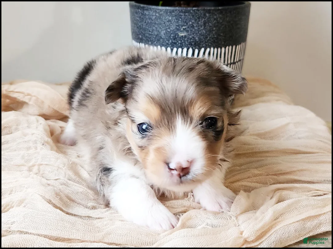 Chihuahua dogs for sale: Kamden - Ad 3