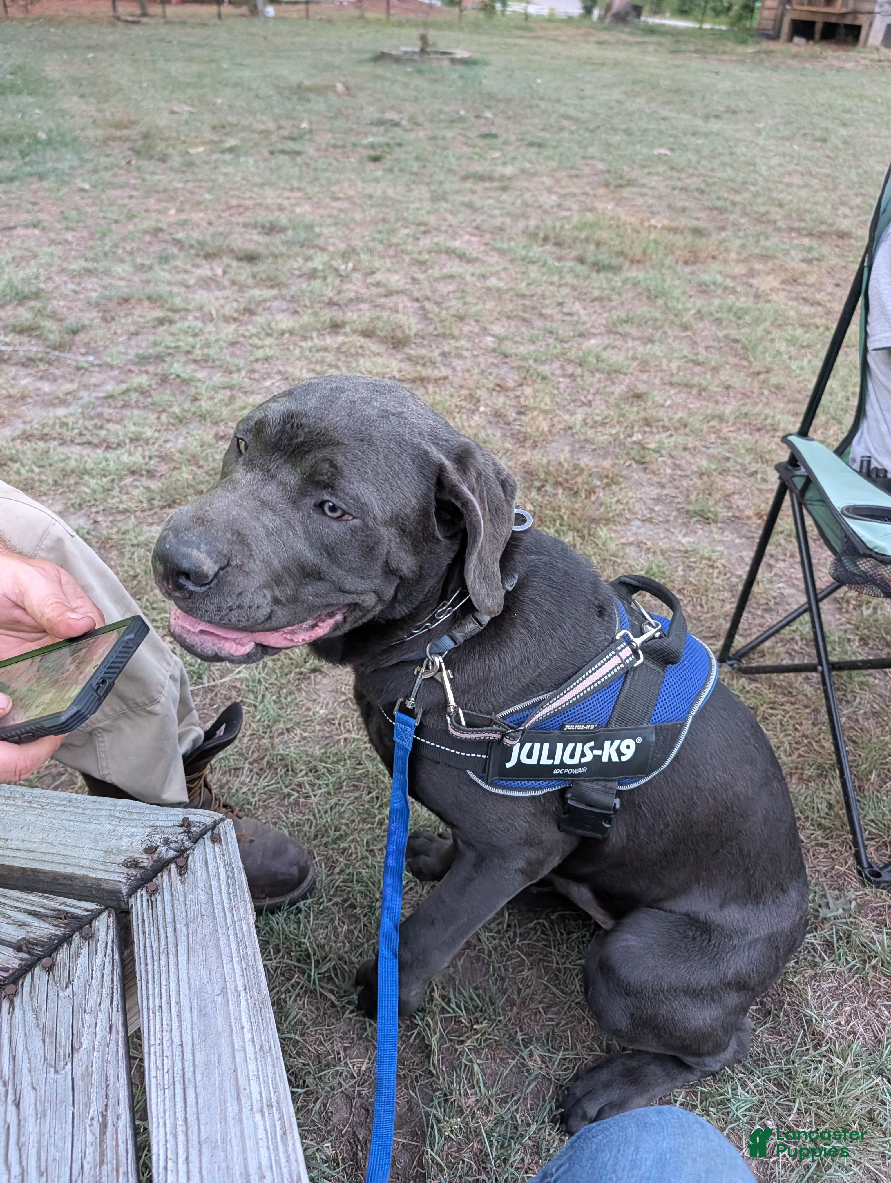 Cane Corso dogs Blue - Ad 1