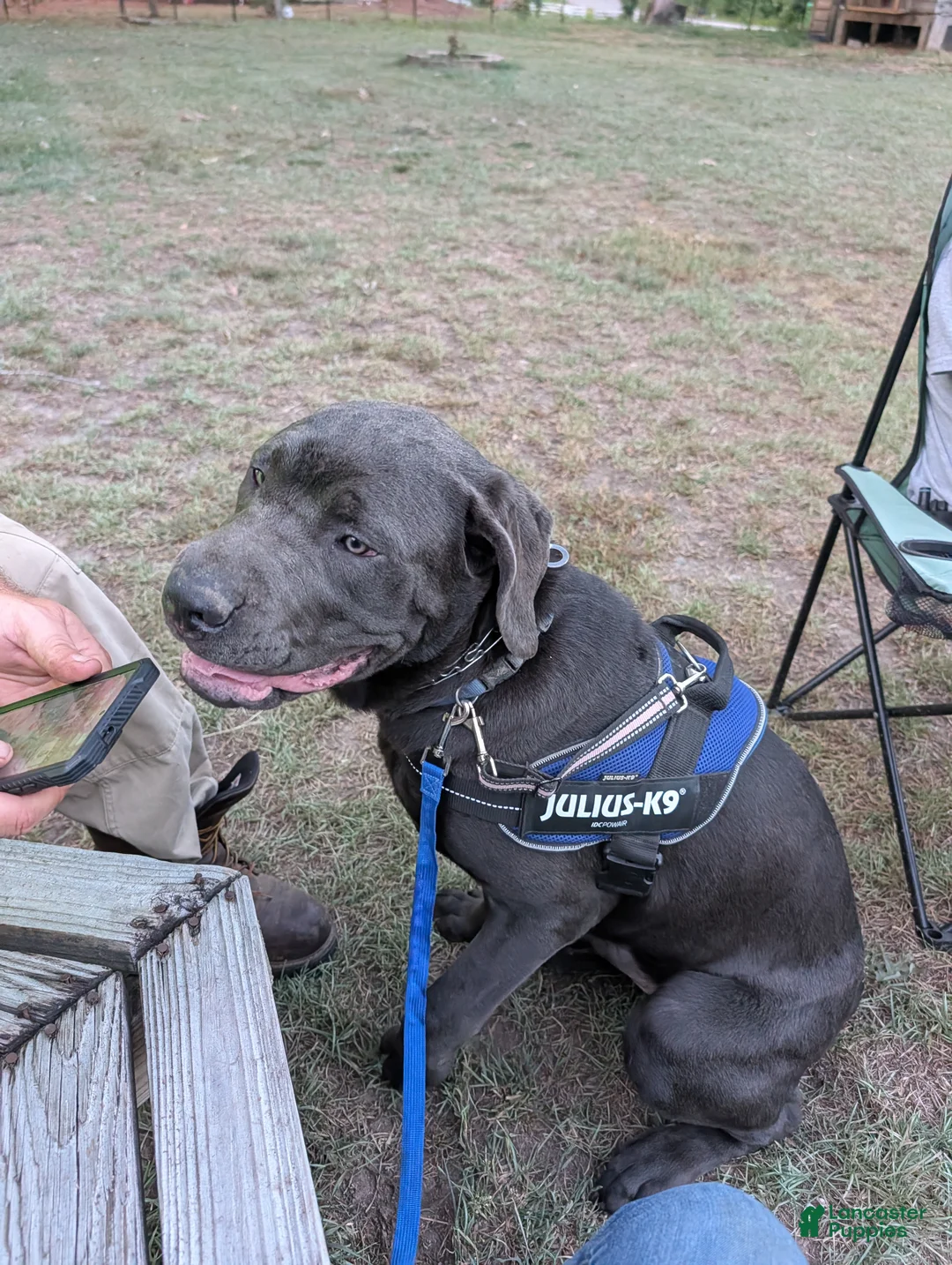 Cane Corso dogs for sale: Blue - Ad 1