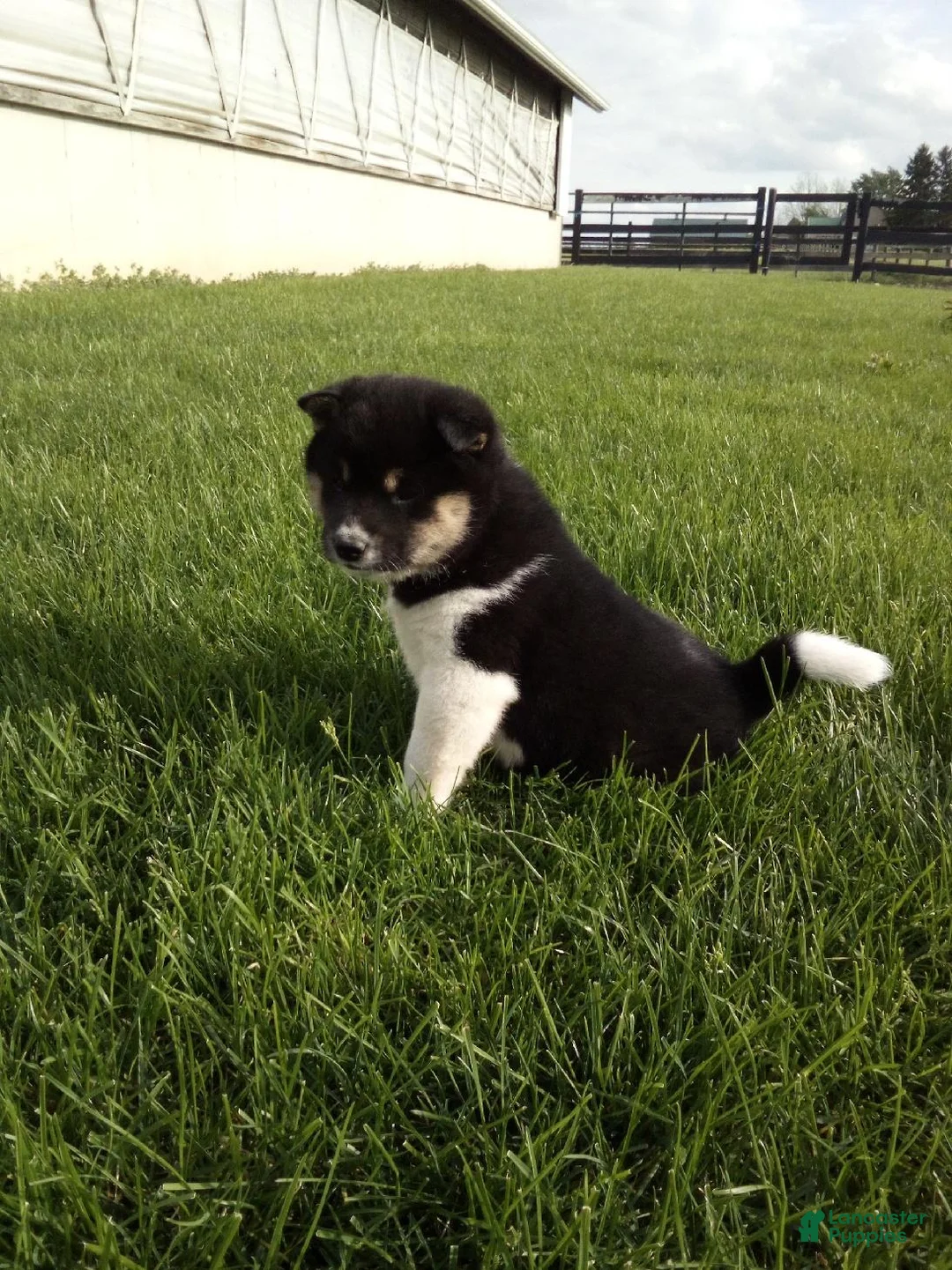 Shiba Inu dogs for sale: Tyson - Ad 2