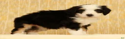 Mini Bernedoodle dogs for sale: Bella - Ad 4