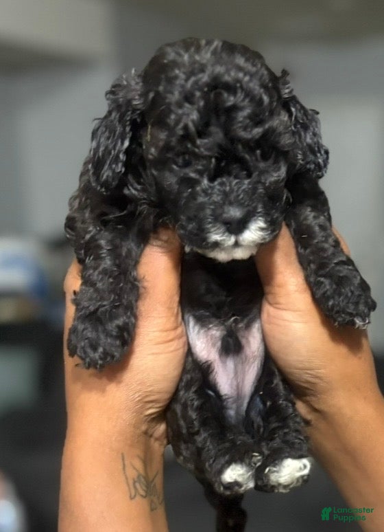 Toy Poodle dogs Toy Poodle Puppy 1 - Ad 35