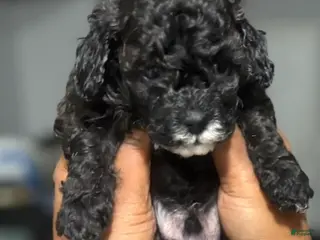 Toy Poodle dogs Toy Poodle Puppy 1 - Ad 35