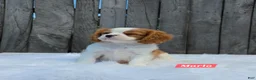 Cavalier King Charles Spaniel dogs for sale: Marlo - Ad 2