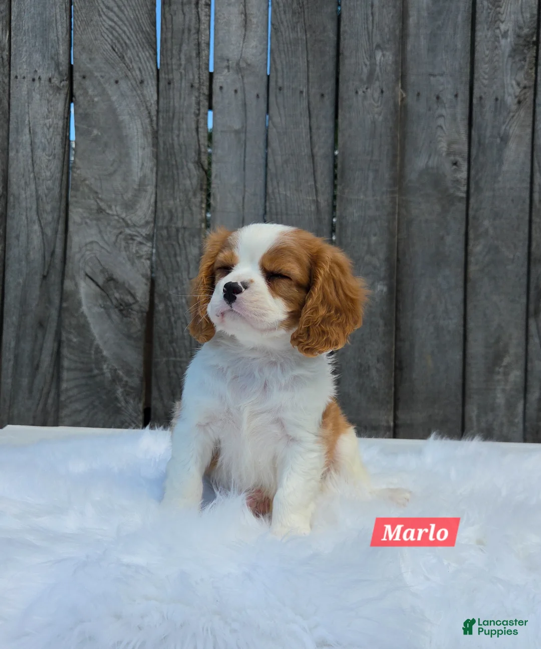 Cavalier King Charles Spaniel dogs for sale: Marlo - Ad 2
