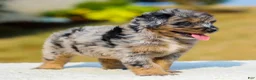 Mini Aussiedoodle dogs for sale: Fido - Ad 6
