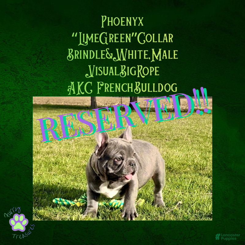 French Bulldog dogs Phoenyx “Lime Green Collar” Male  - Ad 32