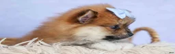 Pomeranian dogs for sale: Flossie  - Ad 8