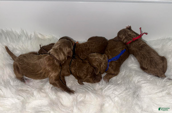 Goldendoodle dogs Brown - Ad 2