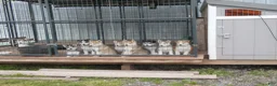 Gerberian Shepsky dogs for sale: Willow - Ad 12