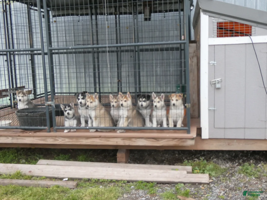 Gerberian Shepsky dogs for sale: Willow - Ad 12