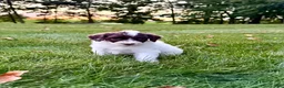 Portuguese Water Dog dogs for sale: Clover - Ad 5