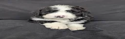 Bernedoodle dogs for sale: Cali - Ad 18
