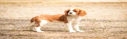 Cavalier King Charles Spaniel dogs for sale: Izzy - Ad 2