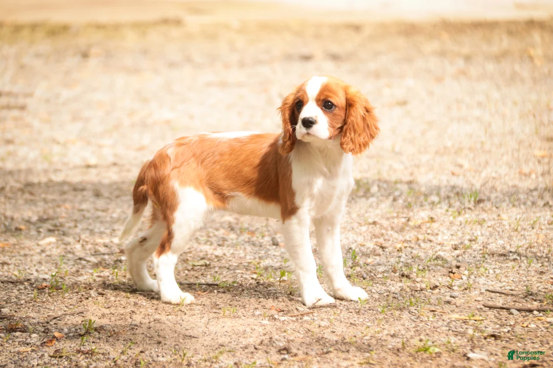 Cavalier King Charles Spaniel dogs for sale: Izzy - Ad 2