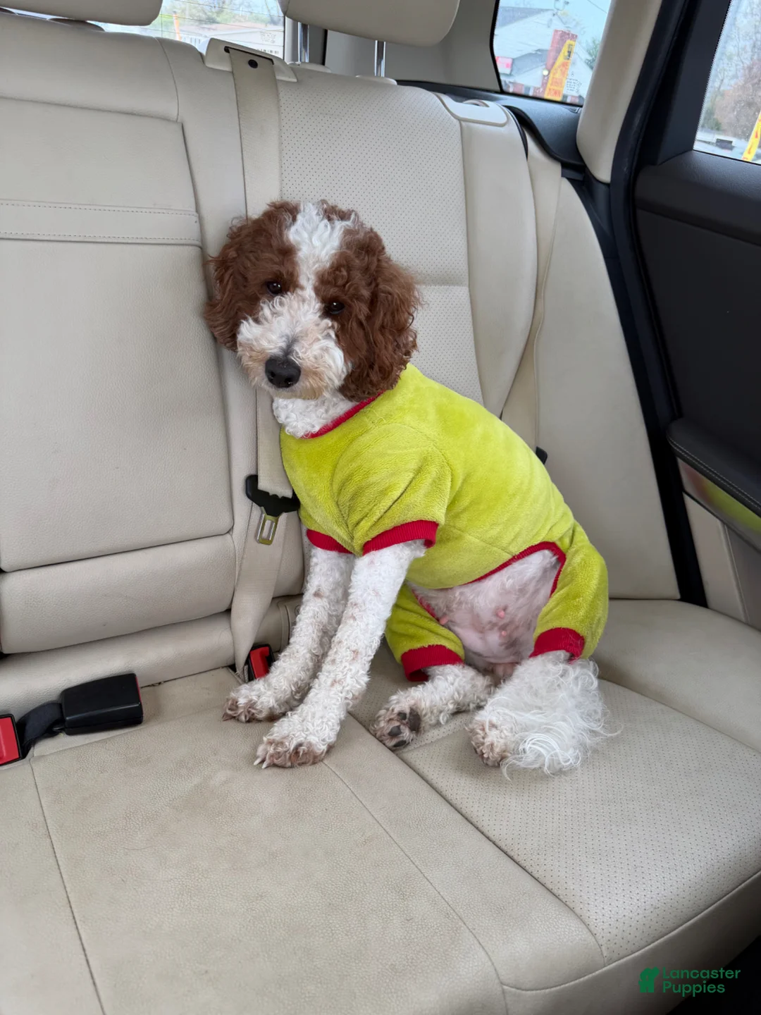 Mini Goldendoodle dogs for sale: Mini Goldendoodle Puppy 3 - Ad 2