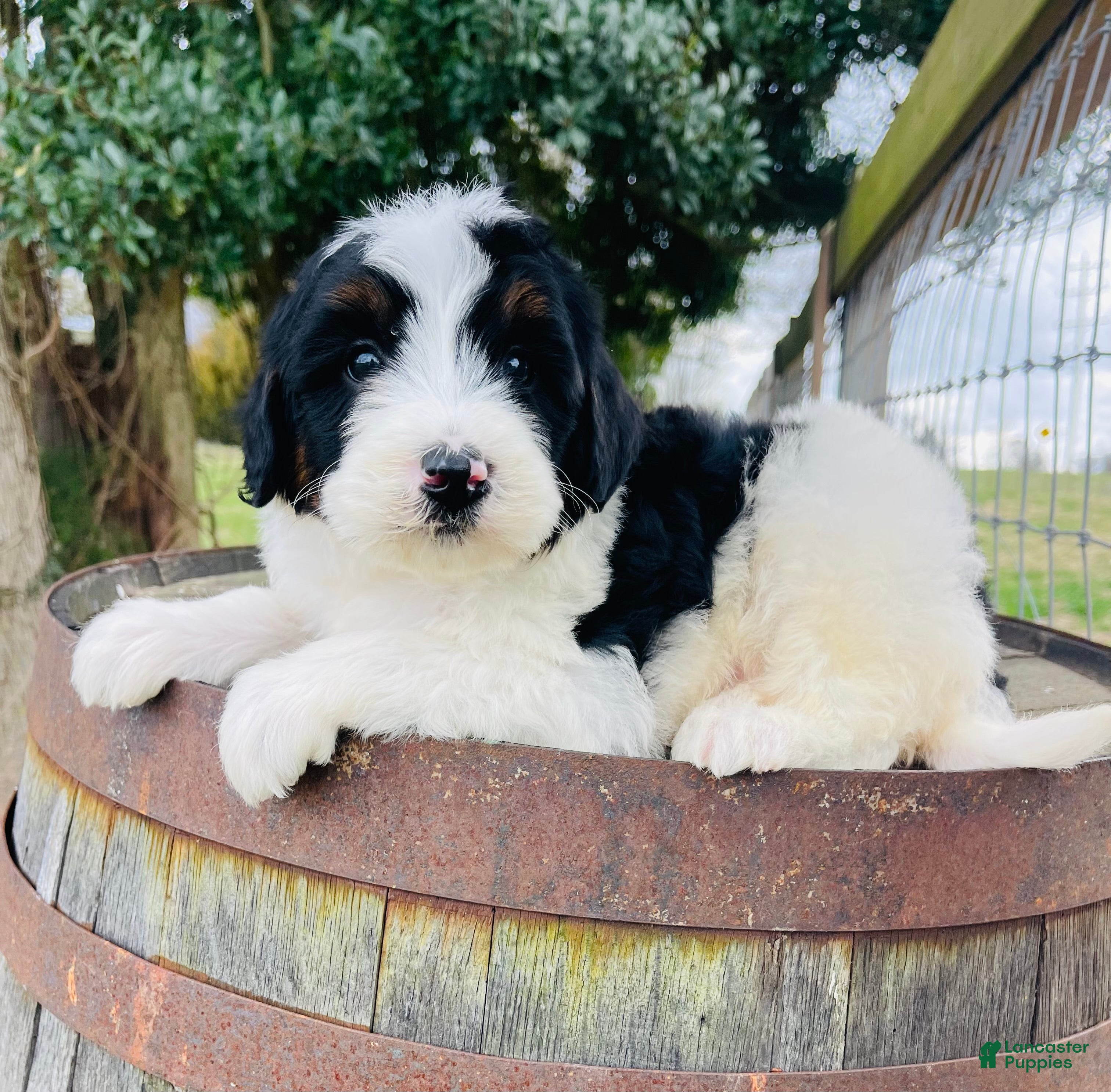 Mini Bernedoodle dogs Mini Bernedoodle “Peep” - Ad 9