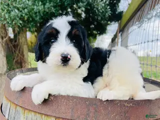 Mini Bernedoodle dogs Mini Bernedoodle “Peep” - Ad 34
