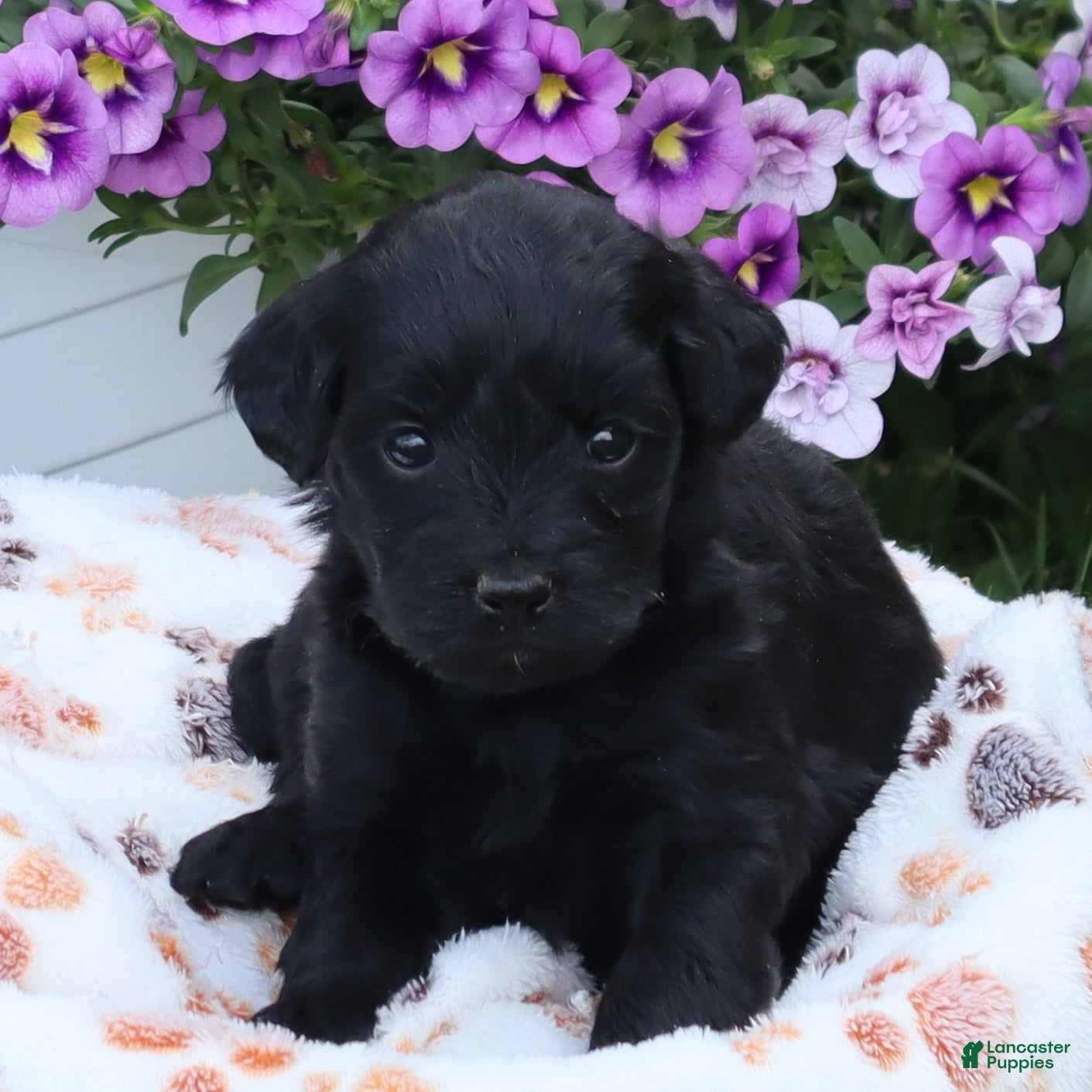 Mini Goldendoodle dogs Flossie - Ad 1