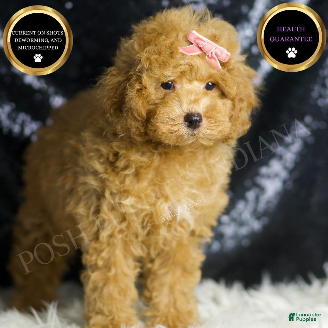 Toy Poodle dogs Joy - Ad 1