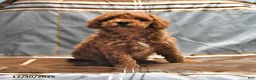 Goldendoodle dogs for sale: Jaden - Ad 7