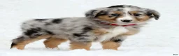 Australian Shepherd dogs for sale: Ruby - Ad 1
