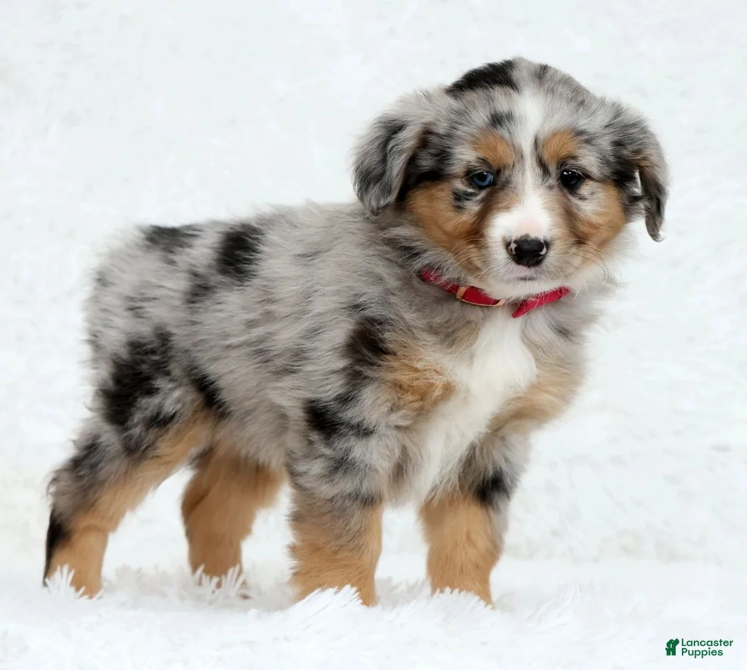Australian Shepherd dogs for sale: Ruby - Ad 1