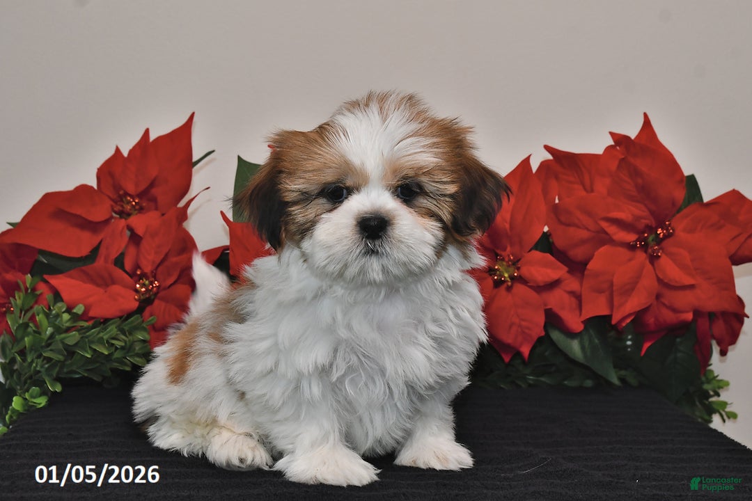 Shih Tzu dogs for sale: Rex - Ad 4