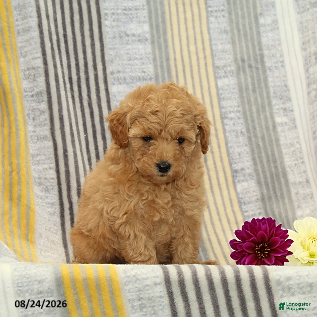 Toy Poodle dogs for sale: Valerie - Ad 4