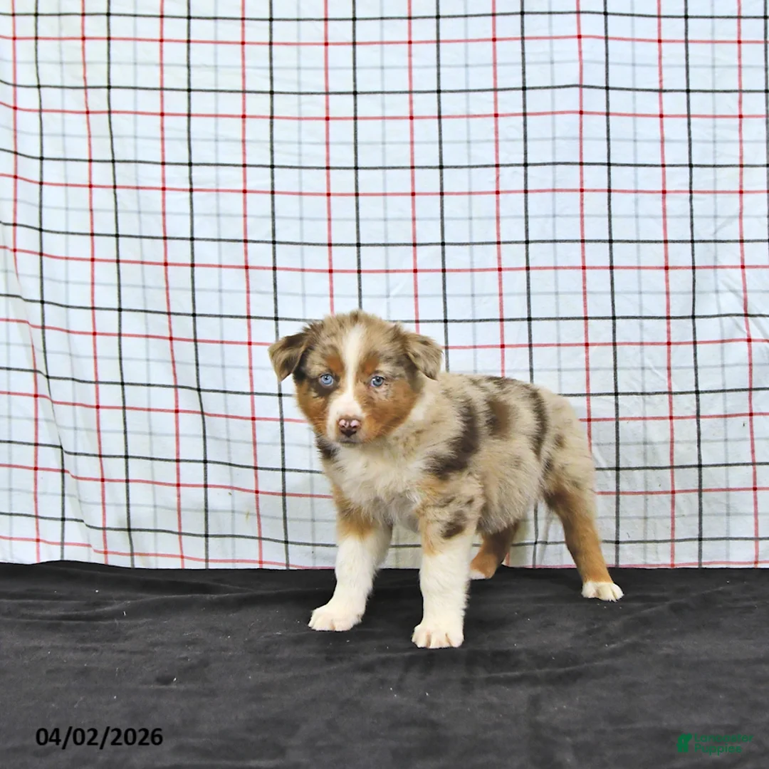 Australian Shepherd dogs for sale: Pearl - Ad 2