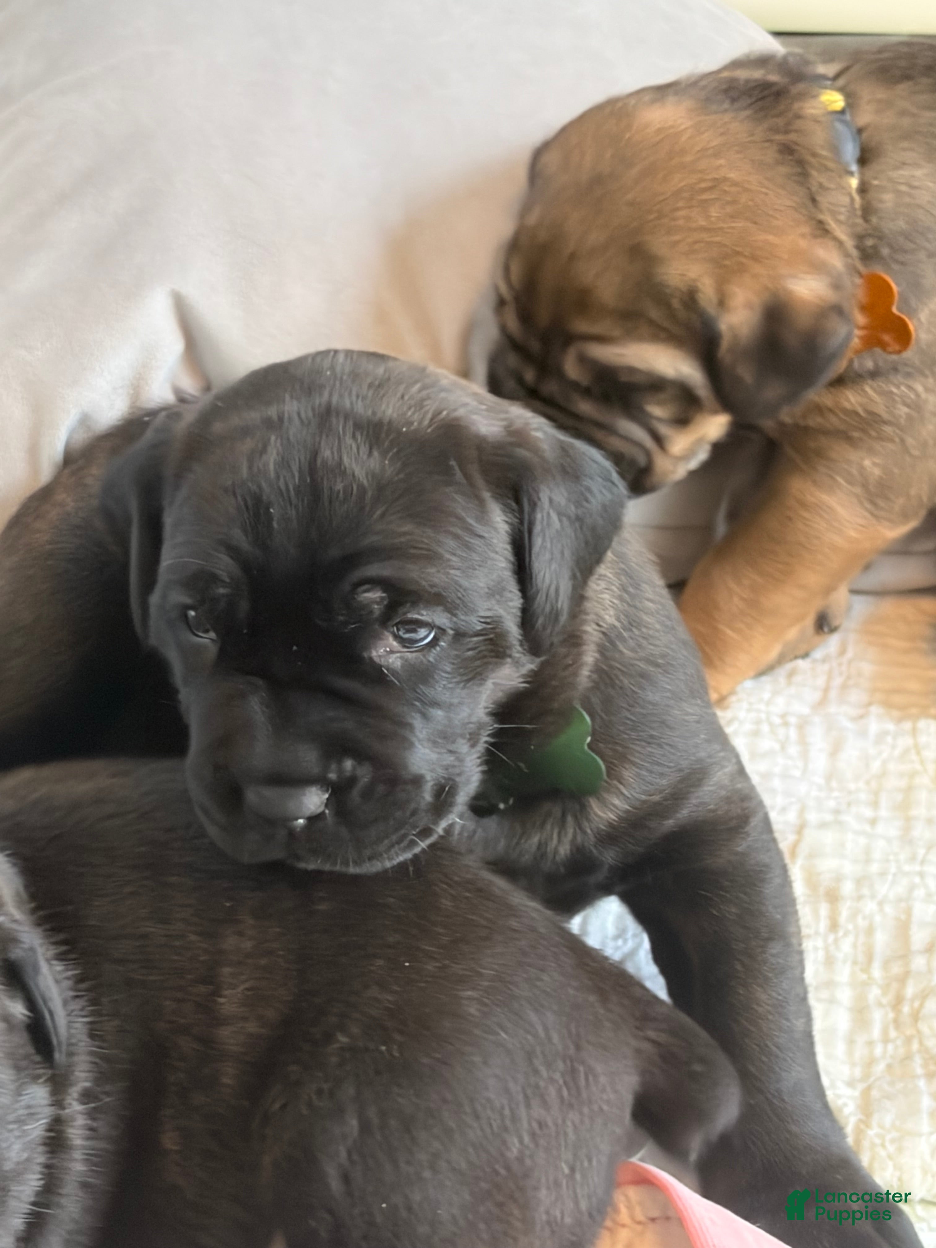 Cane Corso dogs Cane Corso 3 - Ad 27