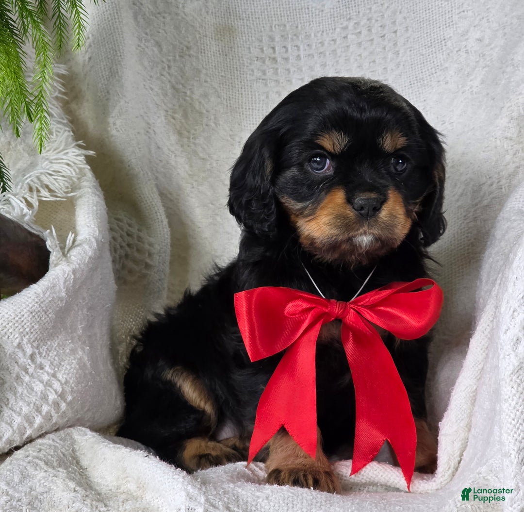 Cavalier King Charles Spaniel dogs for sale: Merry - Ad 5