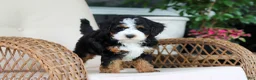 Mini Bernedoodle dogs for sale: Ellie - Ad 7