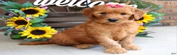 Goldendoodle dogs for sale: Remy - Ad 2