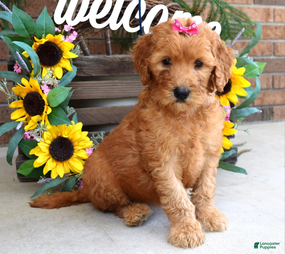 Goldendoodle dogs for sale: Remy - Ad 2