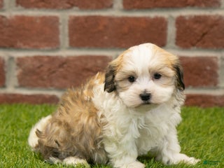 Havapoo dogs Barney - Ad 14