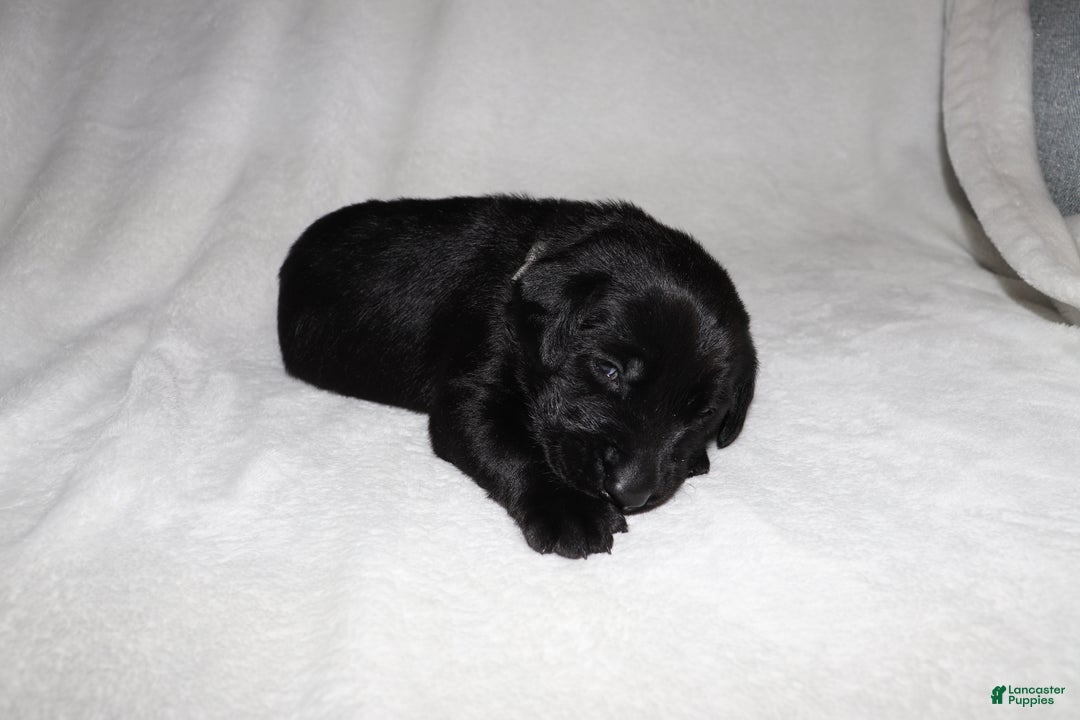 Labrador Retriever dogs for sale: Bo - Ad 2