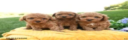 Toy Poodle dogs for sale: Finn - Ad 5