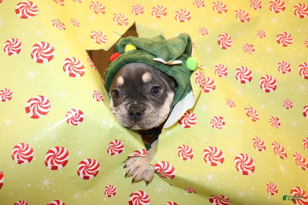 French Bulldog dogs for sale: Taz  - Ad 1